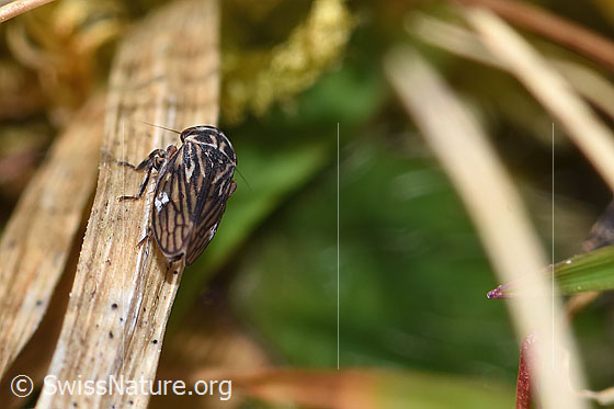 Photo: Probably Anaceratagallia ribauti. Length 2mm. View from above.