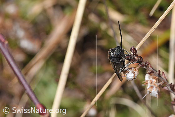 Photo: Dolerus nitens an fadeder Besenheide (Calluna vulgaris). Length 10mm. View from the front.