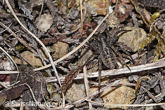 Photo: Probably Alopecosa farinosa. Female. View from above.