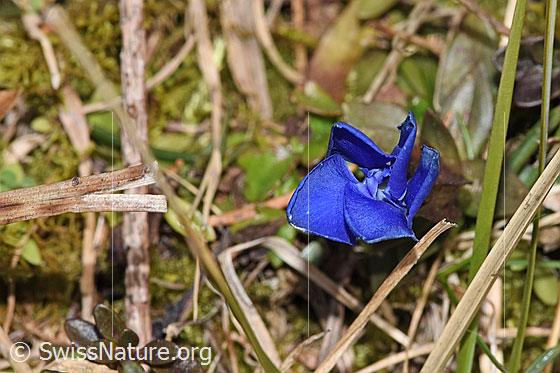 Photo: Gentiana verna. Closed blossom. View from above.