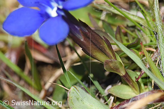 Foto: Frühlings-Enzian (Gentiana verna). Blätter, Kelch und Blüte. Ansicht von der Seite.
