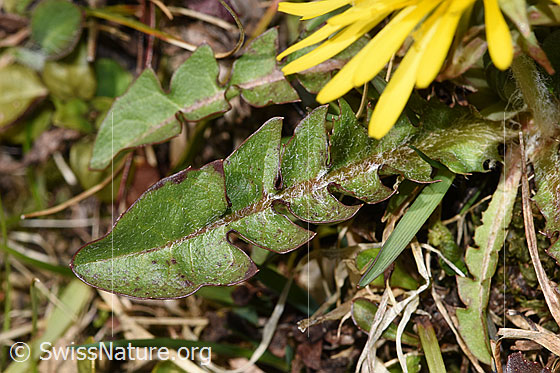 Photo: Taraxacum officinale. Leaf. Leaf top.