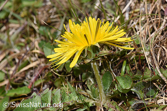 Foto: Gewöhnlicher Löwenzahn (Taraxacum officinale). Blüte und Stängel. Ansicht von der Seite.