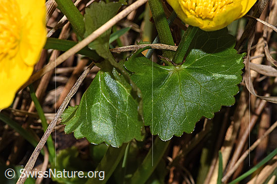 Foto: Sumpf-Dotterblume (Caltha palustris). Blätter.