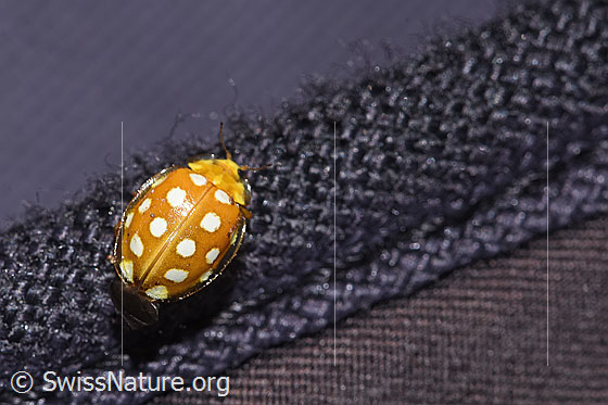 Sechzehnfleckiger Marienkäfer (Halyzia sedecimguttata)
