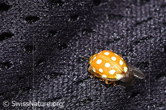 Foto: Sechzehnfleckiger Marienkäfer (Halyzia sedecimguttata). Ansicht von seitlich hinten.