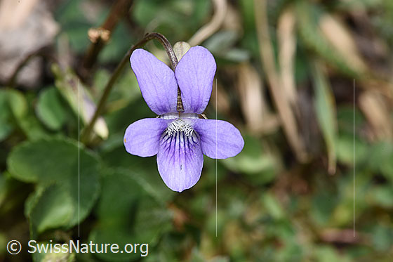 Foto: Hain-Veilchen (Viola riviniana). Blüte. Ansicht von vorne.