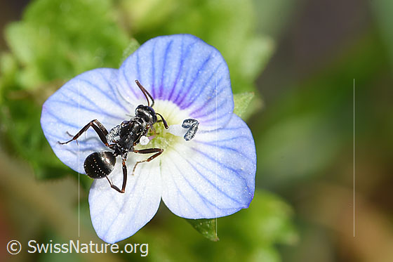Foto: Wahrscheinlich Grauschwarze Sklavenameise (Formica fusca) auf Persischem Ehrenpreis (Veronica persica). Länge 5mm. Ansicht von oben.