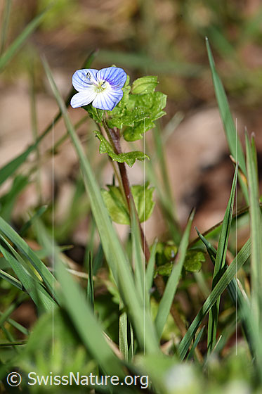 Foto: Persischer Ehrenpreis (Veronica persica). Ganze Pflanze (Habitus). Höhe: 7cm.