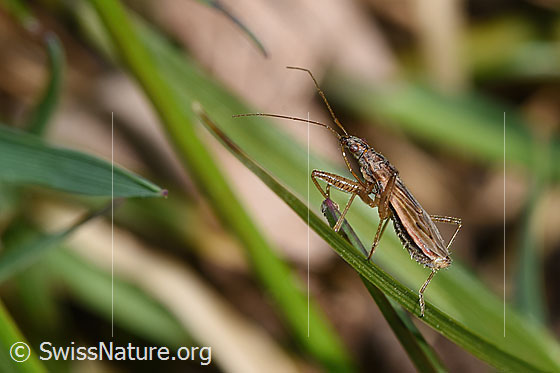 Photo: Nabis rugosus. Length 6 - 7.8mm. View from the side.