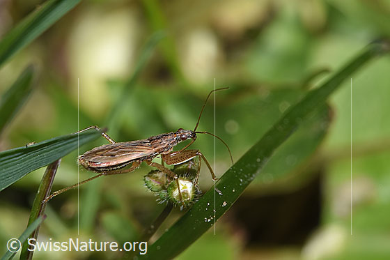 Foto: Rotbraune Sichelwanze (Nabis rugosus). Länge 6 - 7.8mm. Ansicht von seitlich oben.