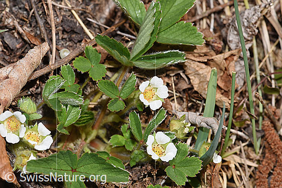 Erdbeer-Fingerkraut (Potentilla sterilis)