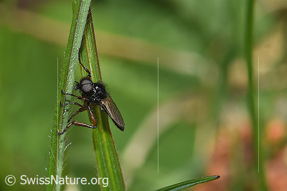 Foto: Wahrscheinlich Johannis-Haarmücke (Bibio johannis). Länge 6 - 8mm. Männchen. Ansicht von seitlich vorne.