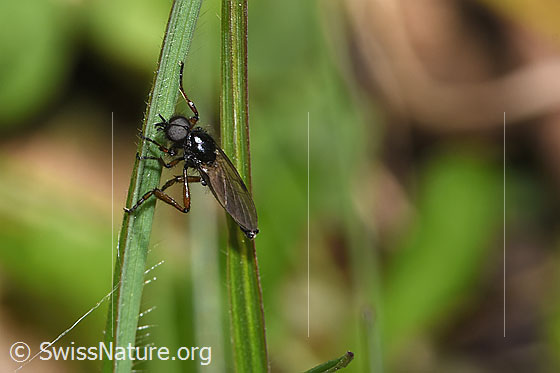 Foto: Wahrscheinlich Johannis-Haarmücke (Bibio johannis). Länge 6 - 8mm. Männchen. Ansicht von der Seite.