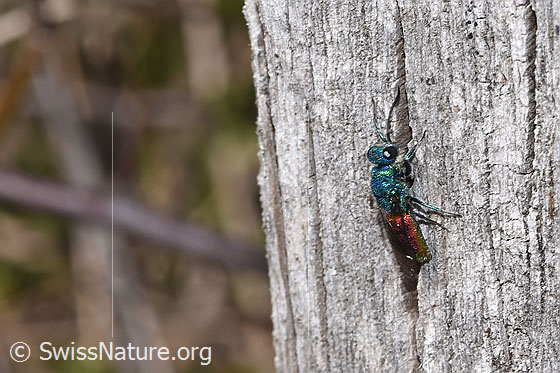 Foto: Wahrscheinlich Chrysis terminata (Goldwespe). Länge 6 - 10mm. Weibchen. Ansicht von seitlich oben.