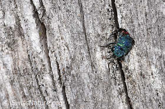 Foto: Wahrscheinlich Chrysis terminata (Goldwespe). Länge 6 - 10mm. Weibchen. Ansicht von vorne oben. Die Goldwespe kriecht rückwärts in ein Loch in einerm Holzpfahl, welches sie vorher vorwärts erkundet hatte.