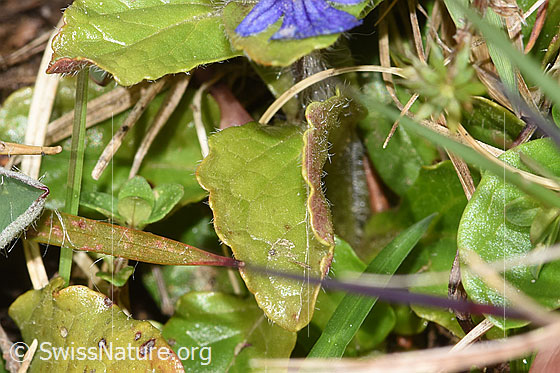 Foto: Kriechender Günsel (Ajuga reptans). Blattoberseite.