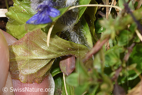 Foto: Kriechender Günsel (Ajuga reptans). Blattunterseite.
