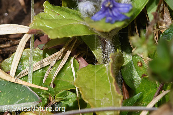 Foto: Kriechender Günsel (Ajuga reptans). Stängel.