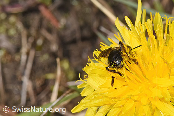 Foto: Gewöhnliche Dörnchensandbiene (Andrena humilis) auf Gewöhnlicher Löwenzahn (Taraxacum officinale). Länge 10 - 12mm. Weibchen. Ansicht von hinten.