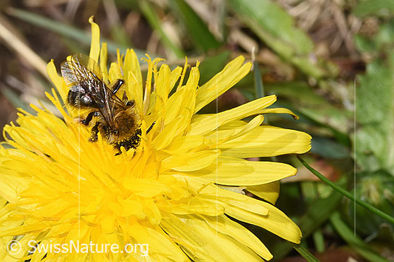 Foto: Gewöhnliche Dörnchensandbiene (Andrena humilis) auf Gewöhnlicher Löwenzahn (Taraxacum officinale). Länge 10 - 12mm. Weibchen. Ansicht von oben.