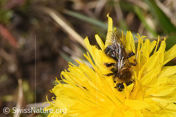 Foto: Gewöhnliche Dörnchensandbiene (Andrena humilis) auf Gewöhnlicher Löwenzahn (Taraxacum officinale). Länge 10mm. Weibchen. Ansicht von oben.