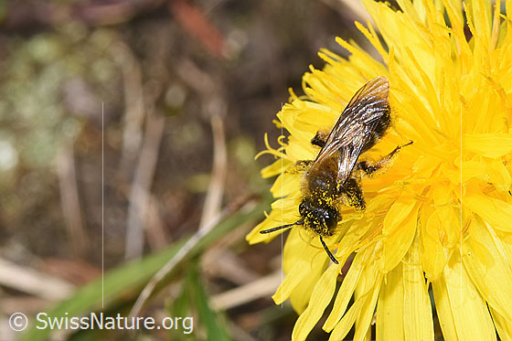 Foto: Gewöhnliche Dörnchensandbiene (Andrena humilis) auf Gewöhnlicher Löwenzahn (Taraxacum officinale). Länge 10mm. Weibchen. Ansicht von vorne oben.