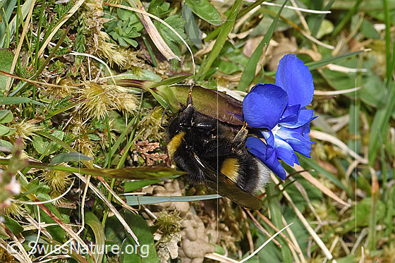 Foto: Wahrscheinlich Dunkle Erdhummel (Bombus terrestris) an Frühlings-Enzian (Gentiana verna). Länge 11 - 23mm. Ansicht von der Seite.