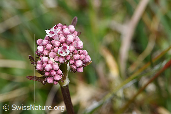 Foto: Sumpf-Baldrian (Valeriana dioica). Wird auch Kleiner Baldrian genannt. Blüten, merheitlich noch geschlossen.