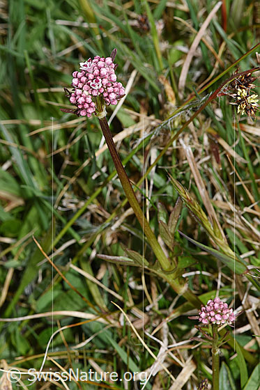 Foto: Sumpf-Baldrian (Valeriana dioica). Wird auch Kleiner Baldrian genannt. Ganze Pflanze (Habitus).