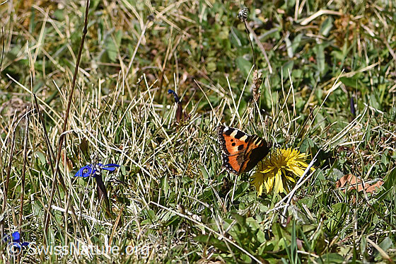 Foto: Kleiner Fuchs (Aglais urticae) auf Gewöhnlichem Löwenzahn (Taraxacum officinale). Flügel halb geöffnet. Ansicht von der Seite.