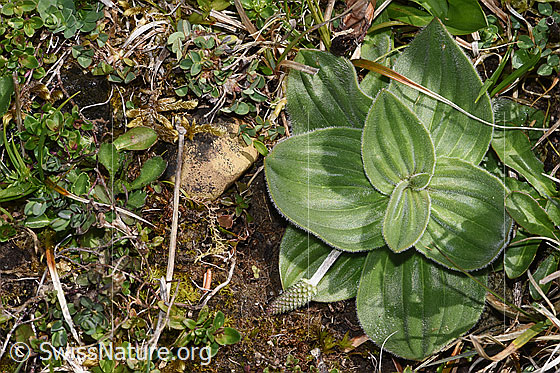 Foto: Mittlerer Wegerich (Plantago media). Blattrosette.