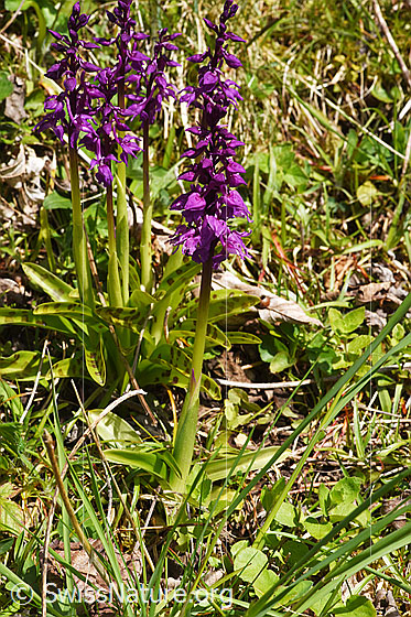Foto: Männliches Knabenkraut (Orchis mascula). Ganze Pflanze (Habitus). Höhe: 22cm.