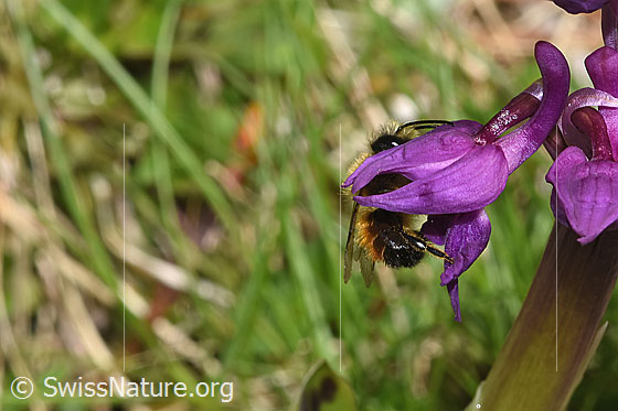 Rote Mauerbiene (Osmia bicornis) an Männlichem Knabenkraut (Orchis mascula)
