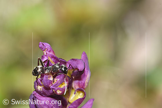 Foto: Wahrscheinlich Grauschwarze Sklavenameise (Formica fusca) auf Männliches Knabenkraut (Orchis mascula). Länge 4.5 - 7.5mm. Ansicht von seitlich oben.