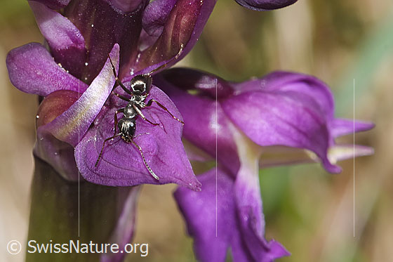 Foto: Wahrscheinlich Grauschwarze Sklavenameise (Formica fusca) auf Männliches Knabenkraut (Orchis mascula). Länge 4.5 - 7.5mm. Ansicht von oben.