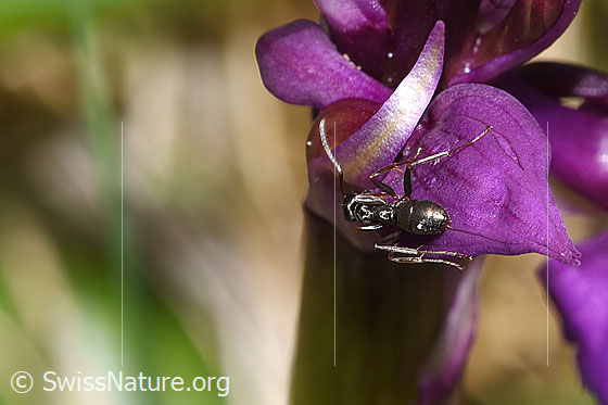 Foto: Wahrscheinlich Grauschwarze Sklavenameise (Formica fusca) auf Männliches Knabenkraut (Orchis mascula). Länge 4.5 - 7.5mm. Ansicht von hinten oben.