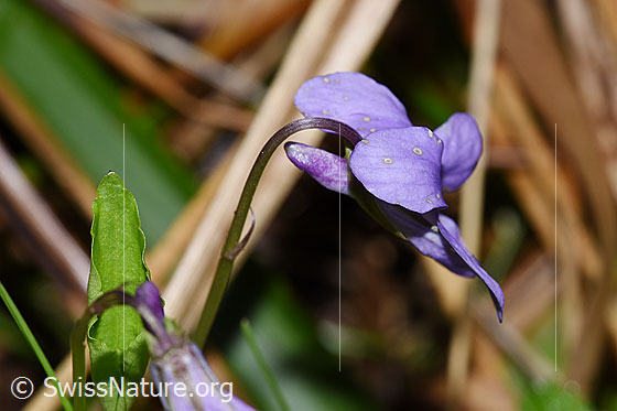 Photo: Viola riviniana. Blossom and stem. View from the side.