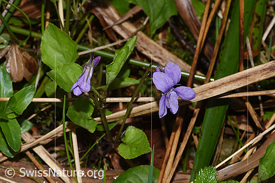 Foto: Hain-Veilchen (Viola riviniana). Ganze Pflanze (Habitus).