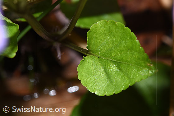 Foto: Hain-Veilchen (Viola riviniana). Blatt.