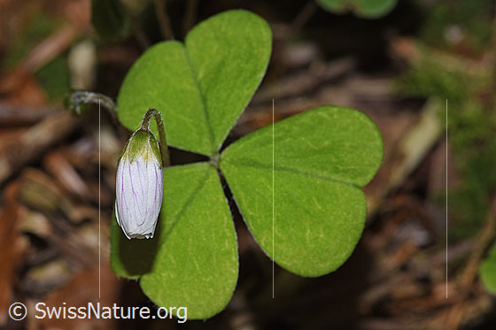 Wald-Sauerklee (Oxalis acetosella)
