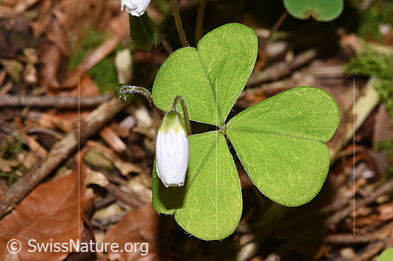 Foto: Wald-Sauerklee (Oxalis acetosella). Blätter.