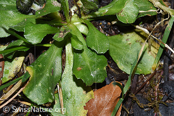 Photo: Bellis perennis. Leaves.