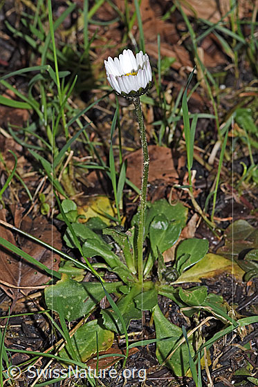 Photo: Bellis perennis. Whole plant (habiti). Height: 10cm.