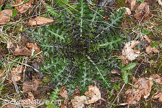 Foto: Sumpf-Kratzdistel (Cirsium palustre). Blattrosette. Durchmesser: 20cm.
