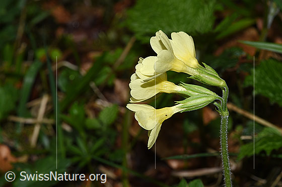 Photo: Primula elatior. Blossoms, calyxes and stem. View from the side.