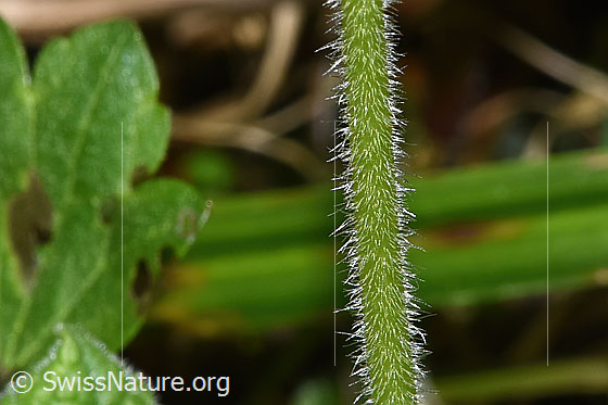 Photo: Primula elatior. Stem.