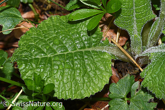 Photo: Primula elatior. Leaf. Leaf top.
