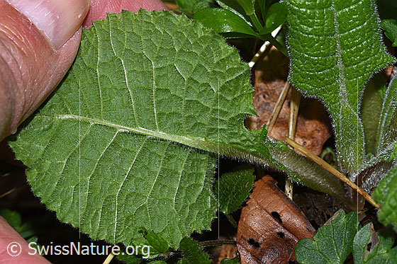 Photo: Primula elatior. Leaf. Leaf underside.