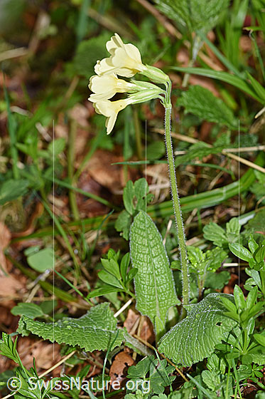 Photo: Primula elatior. Ganze Planze (Habits). Height: 18cm.